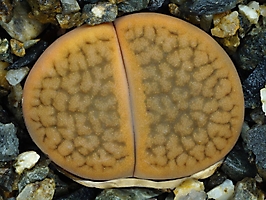 Lithops hookeri v. subfenestrata C 156