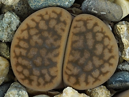 Lithops hookeri v. subfenestrata C 175