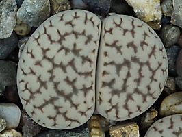 Lithops hookeri v. susannae