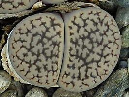 Lithops hookeri v. susannae C 091