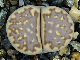 Lithops julii C 063