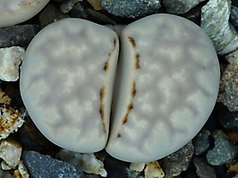 Lithops julii pallid SB 1344