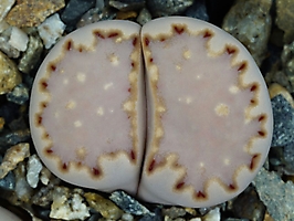 Lithops julii ssp. fulleri