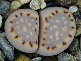 Lithops julii ssp. fulleri C 062