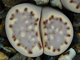 Lithops julii ssp. fulleri C 161