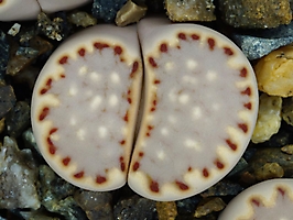 Lithops julii ssp. fulleri C 162a