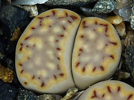 Lithops julii ssp. fulleri C 203