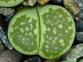 Lithops julii ssp. fulleri 'Fullergreen' C 056a
