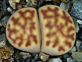 Lithops julii ssp. fulleri v. brunnea C 179