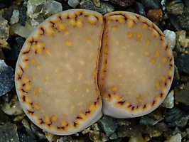 Lithops julii ssp. fulleri v. rouxii C 215