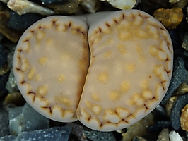 Lithops julii ssp. fulleri v. rouxii C 217