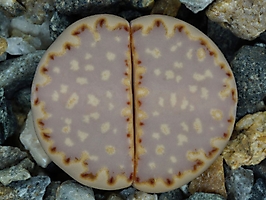 Lithops julii v. fulleri C 056
