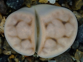 Lithops karasmontana C 065