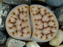 Lithops karasmontana C 223