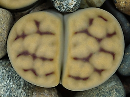 Lithops karasmontana C 328