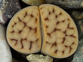 Lithops karasmontana 'jacobseniana' C 227