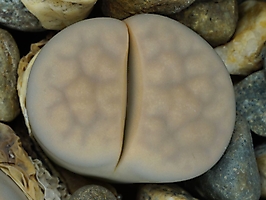 Lithops karasmontana 'opalina'