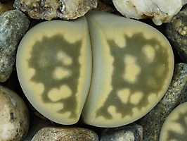Lithops karasmontana ssp. bella C 108