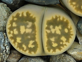 Lithops karasmontana ssp. bella C 143a