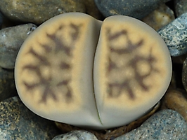 Lithops karasmontana ssp. bella C 285