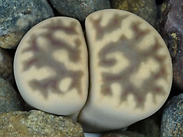 Lithops karasmontana ssp. bella C 295
