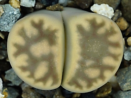 Lithops karasmontana ssp. bella SB 2181