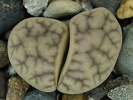 Lithops karasmontana ssp. eberlanzii C 082