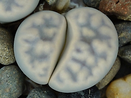 Lithops karasmontana ssp. eberlanzii C 149