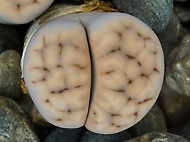 Lithops karasmontana ssp. eberlanzii C 209