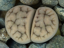 Lithops karasmontana ssp. eberlanzii Tschaukaib