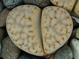 Lithops karasmontana v. aiaisensis C 224
