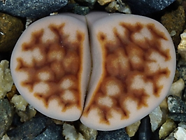 Lithops karasmontana v. lateritia
