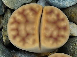 Lithops karasmontana v. lericheana C 193