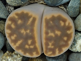 Lithops karasmontana v. lericheana C 267