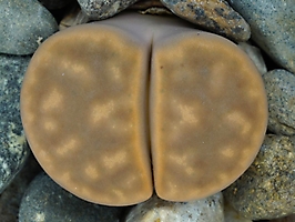 Lithops karasmontana v. lericheana C 329