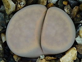 Lithops karasmontana v. mickbergensis '99.44% white'