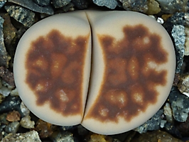Lithops karasmontana v. summitatum