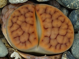 Lithops karasmontana v. tischeri C 182