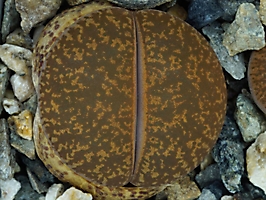 Lithops lesliei 'Albiflora' C 005a