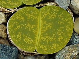 Lithops lesliei 'Albinica' C 036a