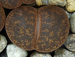 Lithops lesliei C 005