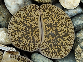 Lithops lesliei C 014