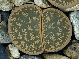 Lithops lesliei C 026