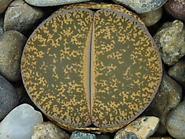 Lithops lesliei C 028