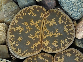 Lithops lesliei C 032