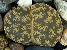 Lithops lesliei C 033