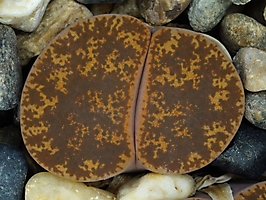 Lithops lesliei C 036