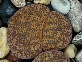 Lithops lesliei C 096