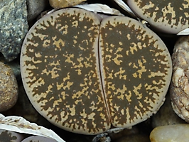 Lithops lesliei C 151