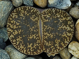 Lithops lesliei C 341